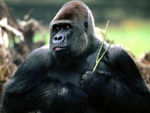 gorilla marketing by zite